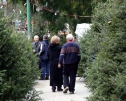 Ετοιμάζονται για τα Χριστούγεννα οι ελατοπαραγωγοί του «Ταξιάρχη» -Πότε ξεκινά η διάθεση των δέντρων, πόσο θα κοστίζουν