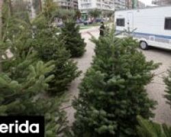 Ταξιάρχης Χαλκιδικής: Ρεκόρ σημείωσαν οι πωλήσεις έλατων τα Χριστούγεννα -Αρχισαν να φυτεύουν τα επόμενα