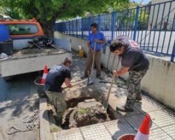 Αντικαταστάσεις και συμπληρώσεις δέντρων στον Δήμο Έδεσσας