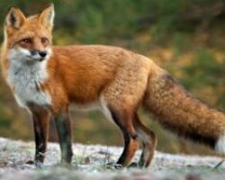 ΠΚΜ: Παρατείνεται το πρόγραμμα επιτήρησης για τη λύσσα στις κόκκινες αλεπούδες