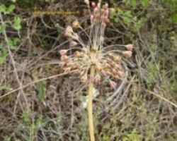 Κιλκίς: Εντοπίστηκε νέο είδους φυτού για πρώτη φορά στη Γουμένισσα