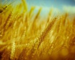 Τουρκία: Την ερχόμενη εβδομάδα η υπογραφή της συμφωνίας για τις εξαγωγές σιτηρών από την Ουκρανία