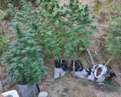 Χαλκιδική: 28χρονος καλλιεργούσε σε δασική περιοχή δενδρύλλια κάνναβης