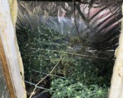 Συνελήφθησαν 2 άτομα στην Πιερία για καλλιέργεια  δενδρυλλίων κάνναβης