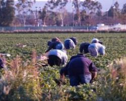 Εργάτες γης: Τι αλλάζει στις αιτήσεις για μετάκληση