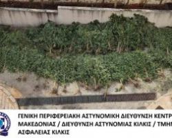 Από αστυνομικούς του Τμήματος Ασφάλειας Κιλκίς συνελήφθη ένα άτομο για καλλιέργεια δενδρυλλίων κάνναβης