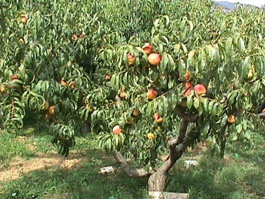 Καταβολή αποζημιώσεων για ζημιές σε ροδάκινα-νεκταρίνα από τις βροχοπτώσεις του περασμένου καλοκαιριού