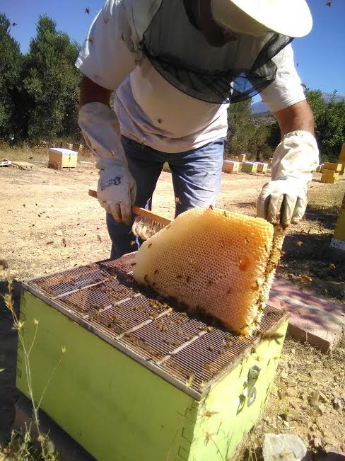Συζήτηση για τα προϊόντα της μέλισσας την Δευτέρα 6 Μαρτίου στην Αίθουσα του Δημοτικού Συμβουλίου Γιαννιτσών