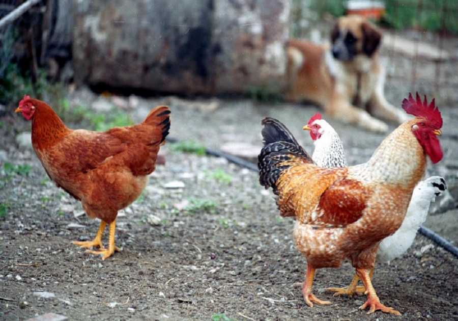 Ανακοίνωση Διεύθυνσης Κτηνιατρικής ΠΚΜ- Eνημέρωση πολιτών για τη γρίπη των πτηνών