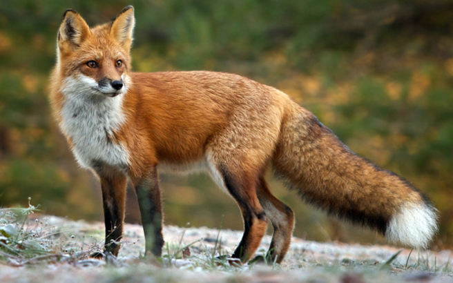 Πρόγραμμα εναέριου εμβολιασμού των κόκκινων αλεπούδων με εμβόλια για προστασία από τη Λύσσα