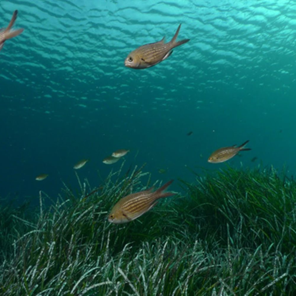 «Υπό πολιορκία» η Μεσόγειος: Χάνονται τα ψάρια της – Τι συμβαίνει με το Ιόνιο