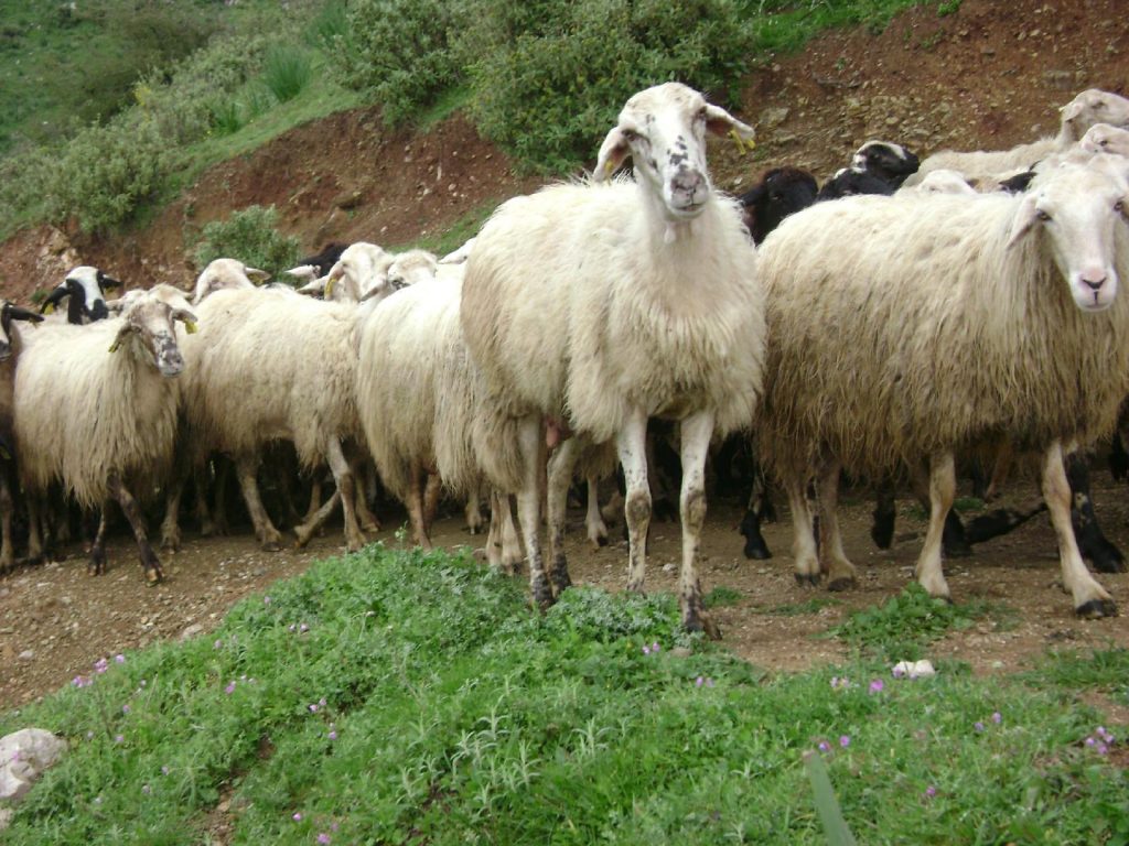 ένταξη δικαιούχων στη βιολογική γεωργία, νέα προκήρυξη για τη βιολογική κτηνοτροφία