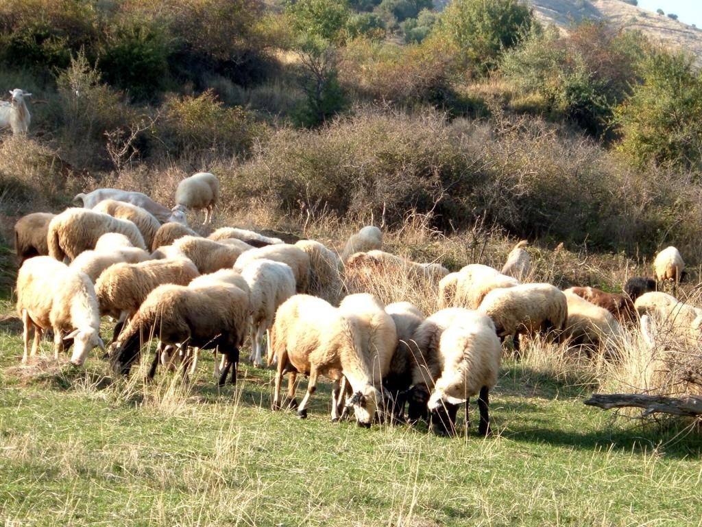 Ανακοίνωση για την αποφυγή ευλογίας των αιγών και των προβάτων στην χώρα μας