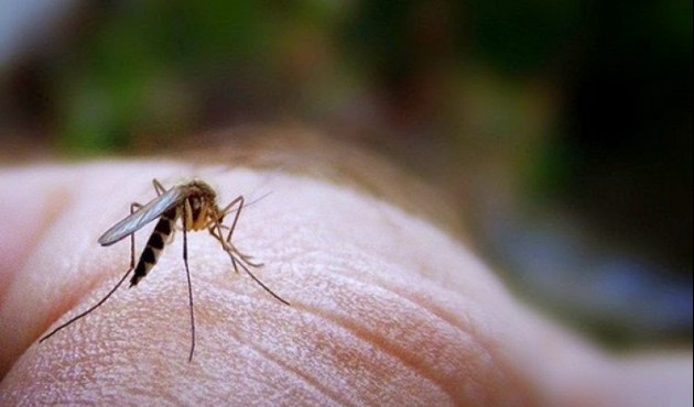 8η Εβδομάδα Προγράμματος Δράσεων Καταπολέμησης Κουνουπιών στον Δήμο Αλμωπίας