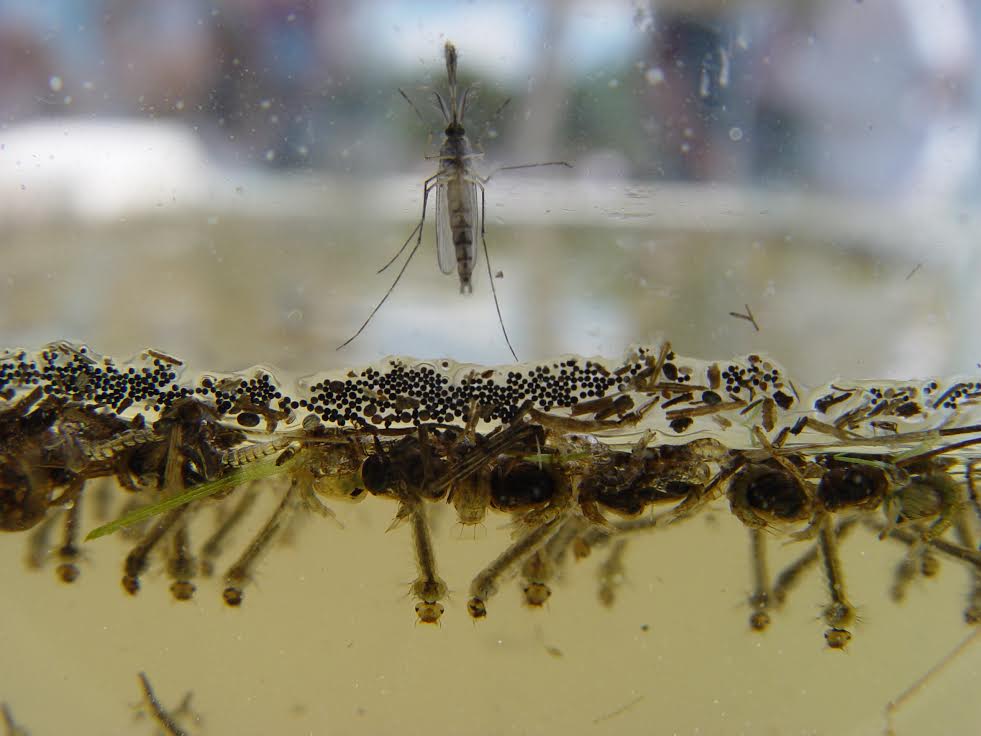 Ενημερωτική δράση στο πεζόδρομο Γιαννιτσών για την καταπολέμηση των κουνουπιών