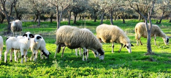 Ανάρτηση Καταστάσεων Πληρωμής της Δράσης Βιολογική Κτηνοτροφία του Προγράμματος Αγροτικής Ανάπτυξης