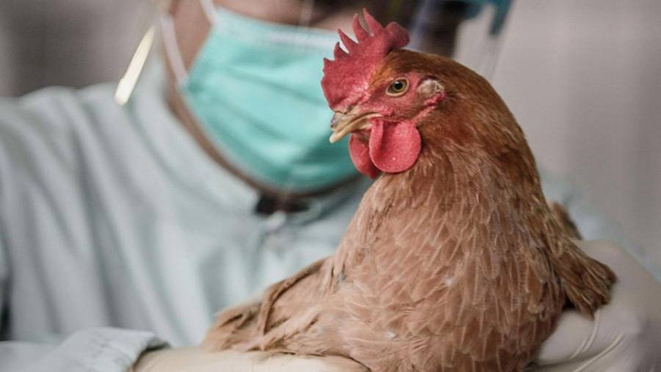 Ανακοίνωση σχετικά με την γρίπη των Πτηνών