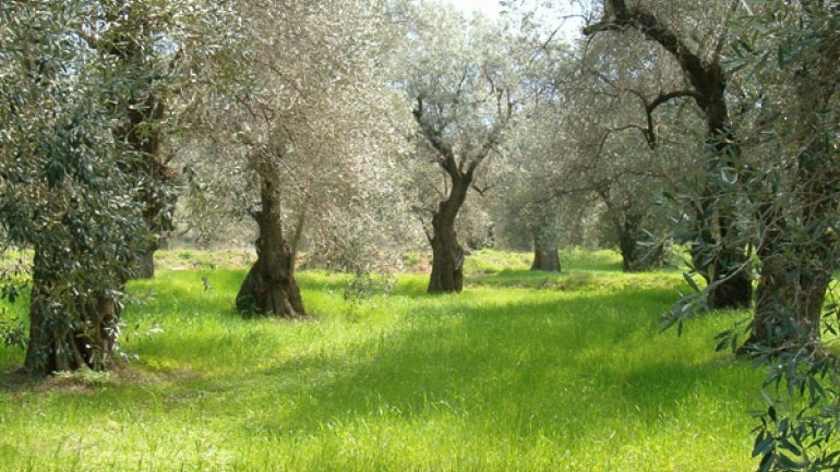 Στα 1,524 ευρώ/κιλό η τιμή για τη νέα εισφορά δακοκτονίας