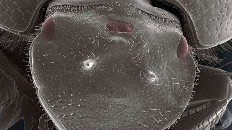 Επιστήμονες δημιούργησαν σκαθάρι με τρίτο μάτι