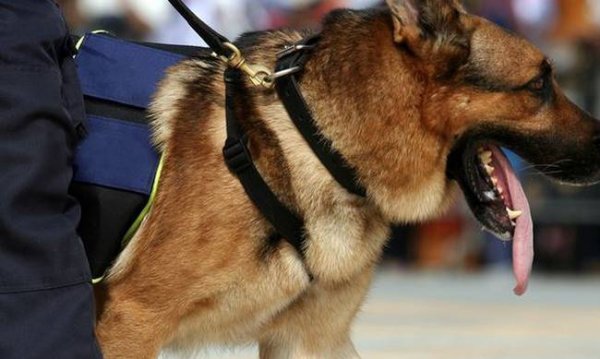 Όλα όσα ξετρύπωσε σκύλος της αστυνομίας στην Αλεξανδρούπολη