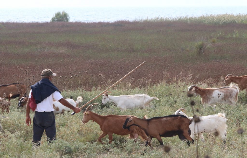 ΟΠΕΚΕΠΕ: Πληρωμή 29 εκατ. ευρώ για την βιολογική κτηνοτροφία