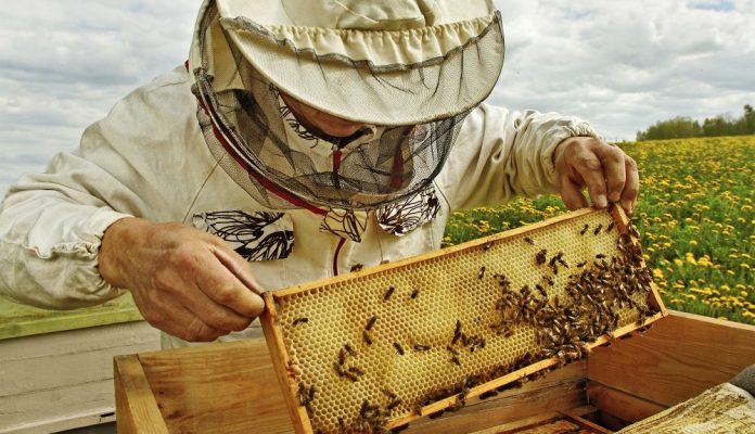 Τριήμερη ταχύρρυθμη εκπαίδευση μελισσοκόμων Π.Ε. Πέλλας