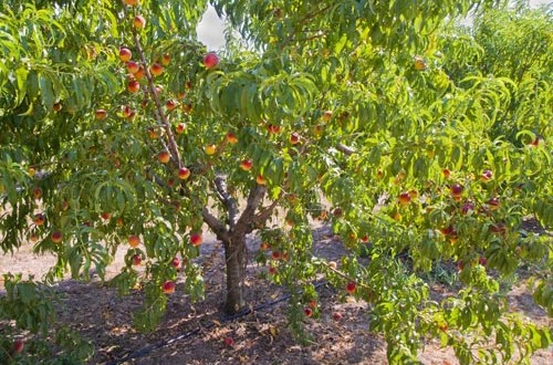 Την Παρασκευή 1 Μαρτίου η καταβολή των ΠΣΕΑ για τις ζημιές στο φυτικό κεφάλαιο 2014 -2015