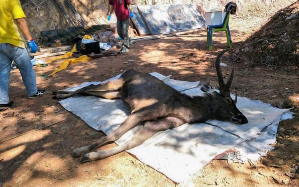 Ταϊλάνδη: Αγριο ελάφι βρέθηκε νεκρό με επτά κιλά σκουπιδιών στο στομάχι του