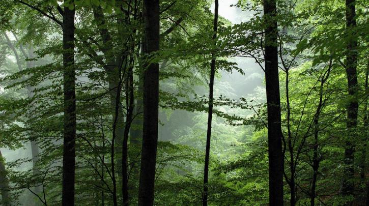 Καρασμάνης: Με πράξη νομοθετικού περιεχομένου, παρέχεται διευκόλυνση στην προσαρμογή των δασικών συναιταιρισμών
