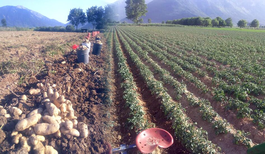 Σταμενίτης: «Καταβάλλεται μέχρι τέλος του έτους η έκτακτη ενίσχυση για την ανοιξιάτικη πατάτα»
