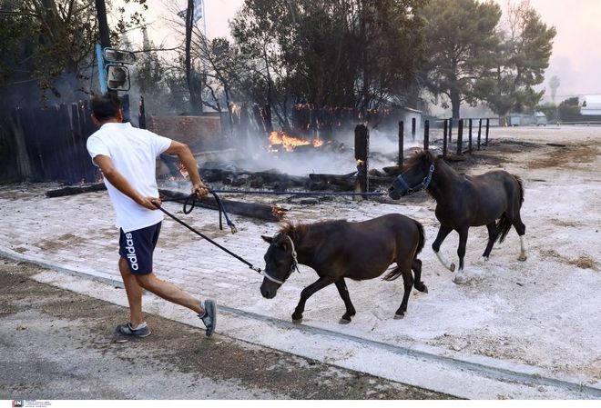 Φωτιά στη Βαρυμπόμπη: 250 άλογα τη νύχτα μεταφέρθηκαν στο Μαρκόπουλο