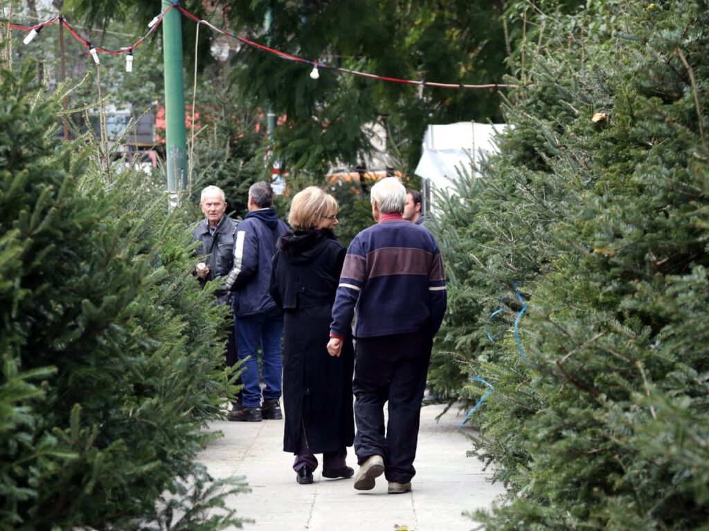 Ετοιμάζονται για τα Χριστούγεννα οι ελατοπαραγωγοί του «Ταξιάρχη» -Πότε ξεκινά η διάθεση των δέντρων, πόσο θα κοστίζουν