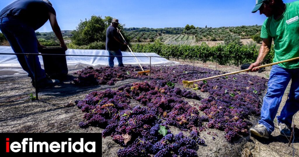 ΚΕΟΣΟΕ: Παράταση έως 15 Δεκεμβρίου για τις δηλώσεις συγκομιδής