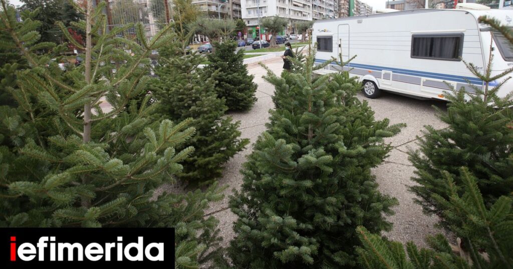 Ταξιάρχης Χαλκιδικής: Ρεκόρ σημείωσαν οι πωλήσεις έλατων τα Χριστούγεννα -Αρχισαν να φυτεύουν τα επόμενα