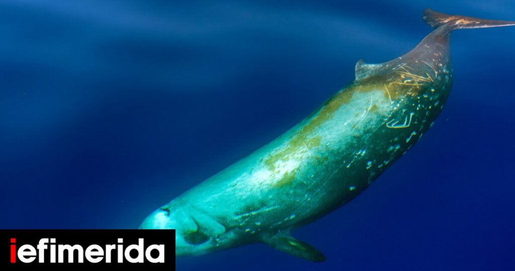 Τι είδους είναι η φάλαινα που εκβράστηκε στον Άλιμο: Πού ζει, τι τρώει, τι μέγεθος φτάνει -Κορυφαίος καταδύτης