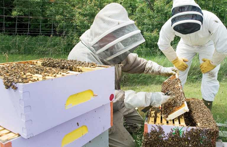 Κέντρα Μελισσοκομίας: Οι δικαιούχοι και το ύψος επιχορήγησης