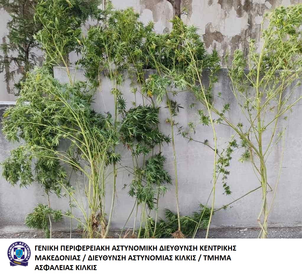 Από το Τμήμα Ασφάλειας Κιλκίς συνελήφθη ένα άτομο σε περιοχή του Κιλκίς για καλλιέργεια κάνναβης